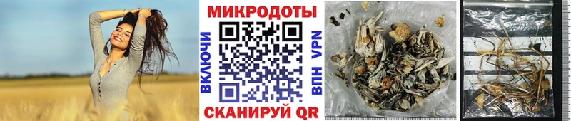 Галлюциногенные грибы Psilocybe Конаково